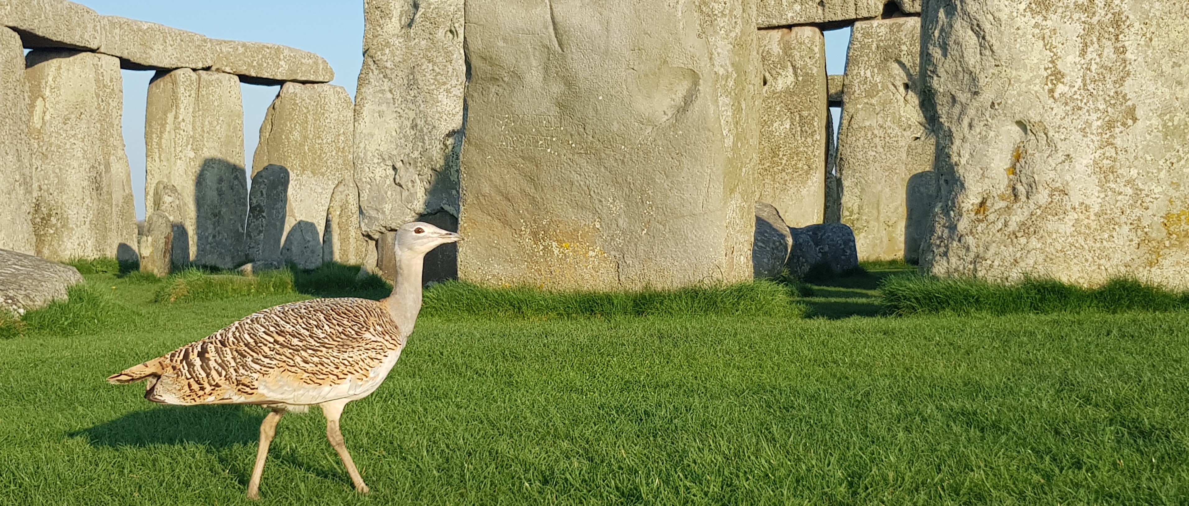 Stonehenge wildlife