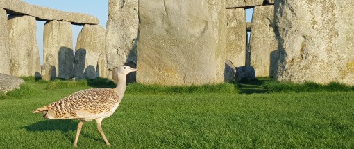 Stonehenge wildlife